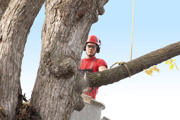 Trusted Woodlawn Beach, FL Tree Removal Services Experts